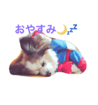マイロ_2（個別スタンプ：7）