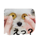 ぽんきちだっしゅ！（個別スタンプ：9）
