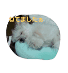 ぽんきちだっしゅ！（個別スタンプ：10）