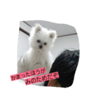 ぽんきちだっしゅ！（個別スタンプ：14）