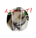 ぽんきちだっしゅ！（個別スタンプ：15）