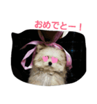 ぽんきちだっしゅ！（個別スタンプ：16）