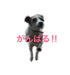 ジャックぱるさん（個別スタンプ：12）