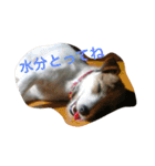 ジャックぱるさん（個別スタンプ：24）