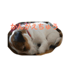 ジャックぱるさん（個別スタンプ：28）