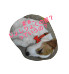 ジャックぱるさん（個別スタンプ：30）
