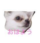 hello EV（個別スタンプ：2）
