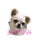 hello EV（個別スタンプ：3）
