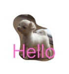hello EV（個別スタンプ：4）