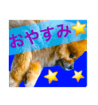 うちのはなこ（個別スタンプ：13）