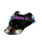 れおん君①（個別スタンプ：5）