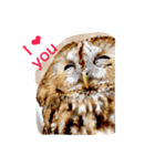 モリフクロウの「まる」♂英語バージョン（個別スタンプ：1）