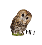 モリフクロウの「まる」♂英語バージョン（個別スタンプ：3）