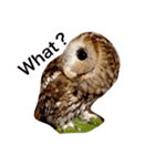 モリフクロウの「まる」♂英語バージョン（個別スタンプ：4）