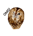 モリフクロウの「まる」♂英語バージョン（個別スタンプ：5）