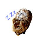 モリフクロウの「まる」♂英語バージョン（個別スタンプ：6）
