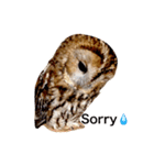 モリフクロウの「まる」♂英語バージョン（個別スタンプ：7）