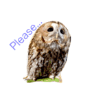 モリフクロウの「まる」♂英語バージョン（個別スタンプ：8）