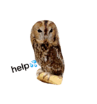 モリフクロウの「まる」♂英語バージョン（個別スタンプ：9）