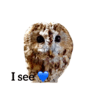モリフクロウの「まる」♂英語バージョン（個別スタンプ：10）