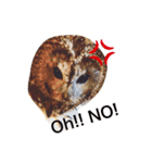 モリフクロウの「まる」♂英語バージョン（個別スタンプ：11）