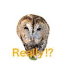 モリフクロウの「まる」♂英語バージョン（個別スタンプ：12）