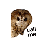 モリフクロウの「まる」♂英語バージョン（個別スタンプ：13）