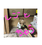 りょうりょうかい（個別スタンプ：1）
