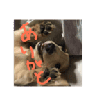りょうりょうかい（個別スタンプ：3）