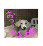 りょうりょうかい（個別スタンプ：7）