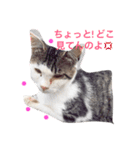 ニャンコの1日（個別スタンプ：1）