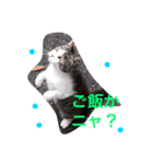 ニャンコの1日（個別スタンプ：2）