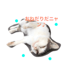 ニャンコの1日（個別スタンプ：3）