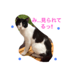 ニャンコの1日（個別スタンプ：5）