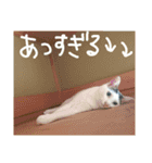 ミケネコとワンコ その3（個別スタンプ：2）