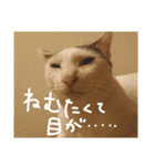 ミケネコとワンコ その3（個別スタンプ：3）