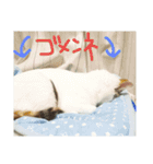 ミケネコとワンコ その3（個別スタンプ：4）