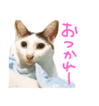 ミケネコとワンコ その3（個別スタンプ：5）