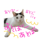 ミケネコとワンコ その3（個別スタンプ：9）
