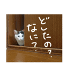 ミケネコとワンコ その3（個別スタンプ：10）