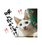 ミケネコとワンコ その3（個別スタンプ：11）