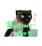 ぎゃびの（個別スタンプ：1）