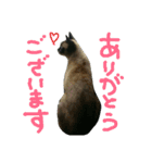 ぎゃびの（個別スタンプ：9）