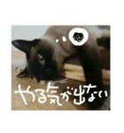 ぎゃびの（個別スタンプ：12）