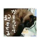 ぎゃびの（個別スタンプ：13）
