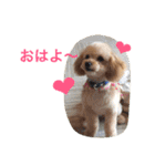 ミニチュアダックスくーちゃんのお友達（個別スタンプ：1）
