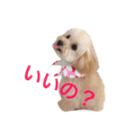 ミニチュアダックスくーちゃんのお友達（個別スタンプ：2）