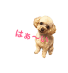ミニチュアダックスくーちゃんのお友達（個別スタンプ：4）