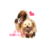 ミニチュアダックスくーちゃんのお友達（個別スタンプ：8）