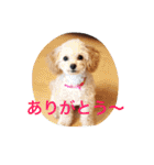 ミニチュアダックスくーちゃんのお友達（個別スタンプ：9）
